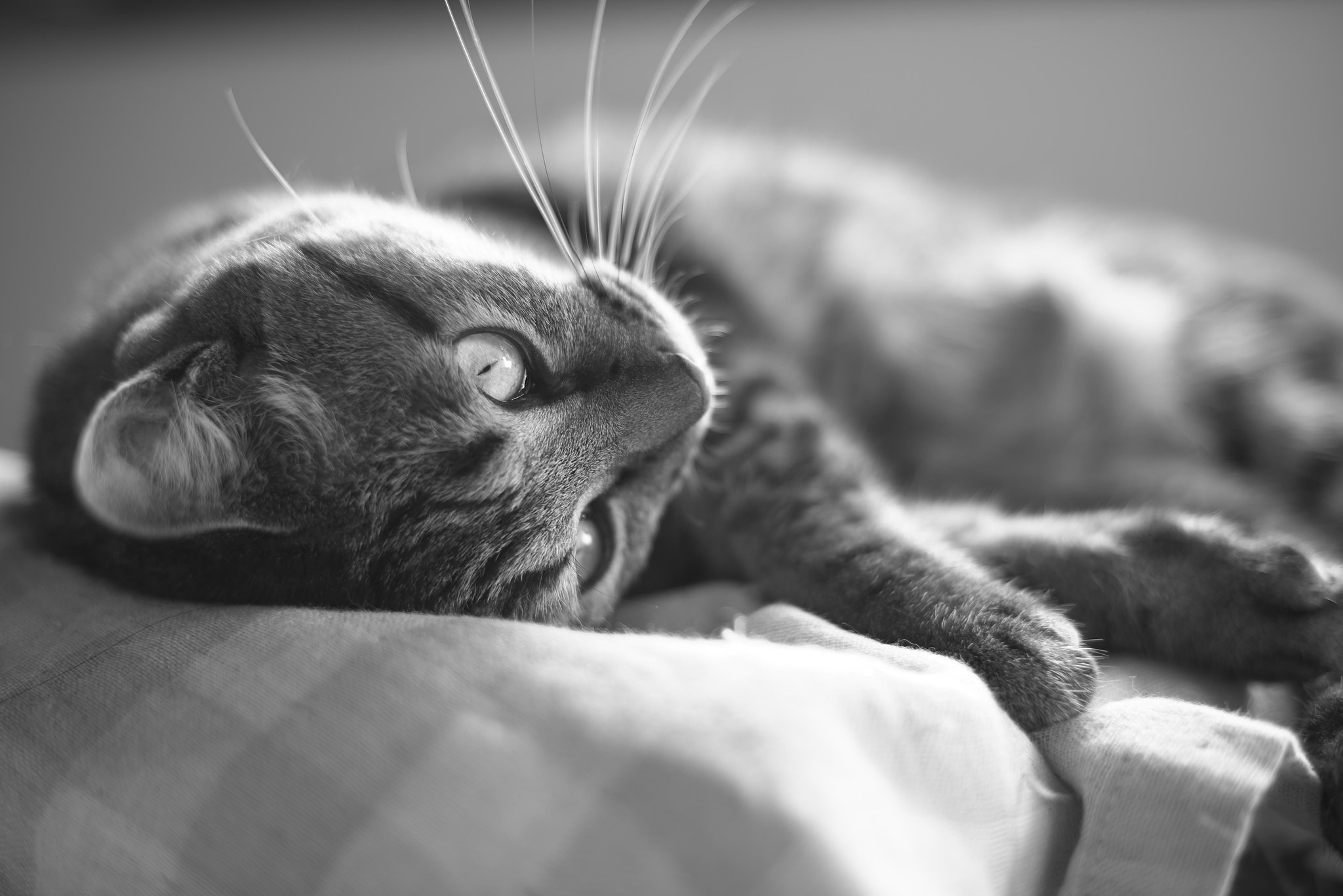 家猫