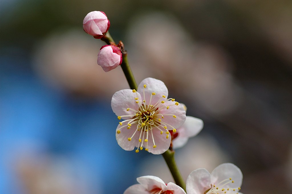 梅