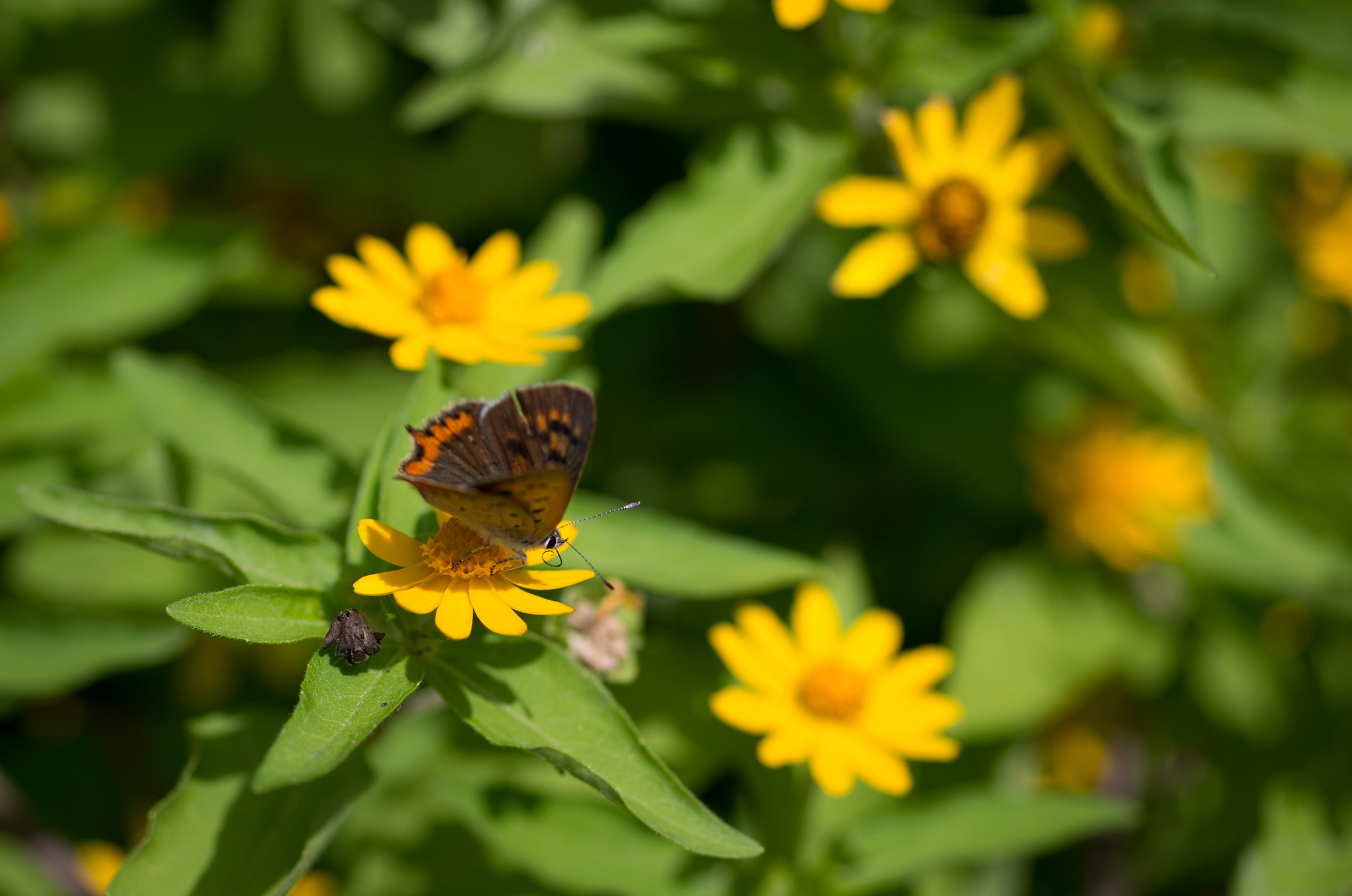 小さきもの