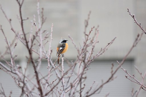 【刹那】　ジョウビタキ、ある一瞬