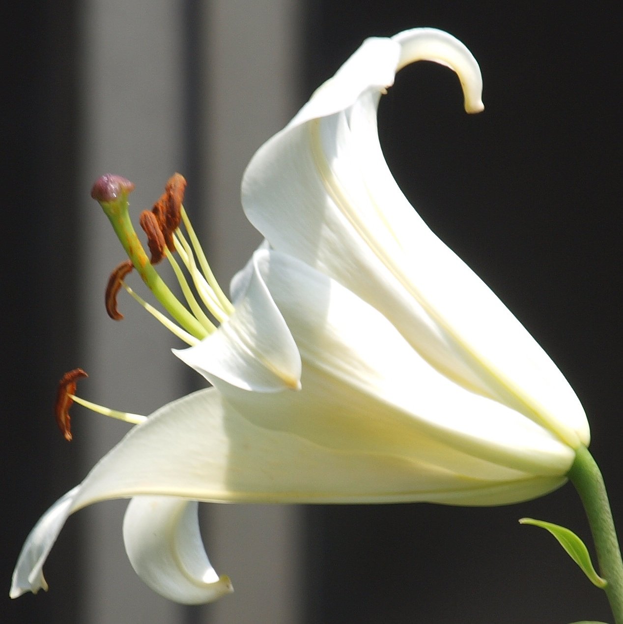 百合A 