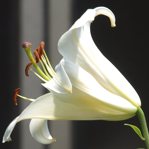 百合A 