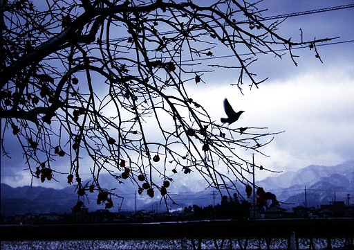 1月13日の写真