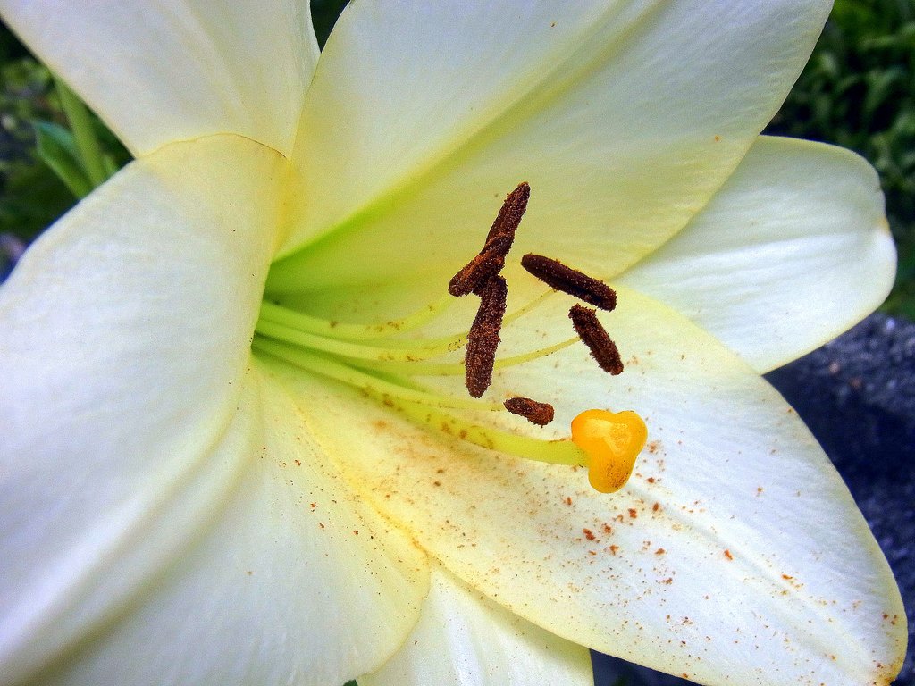 百合の花に接写