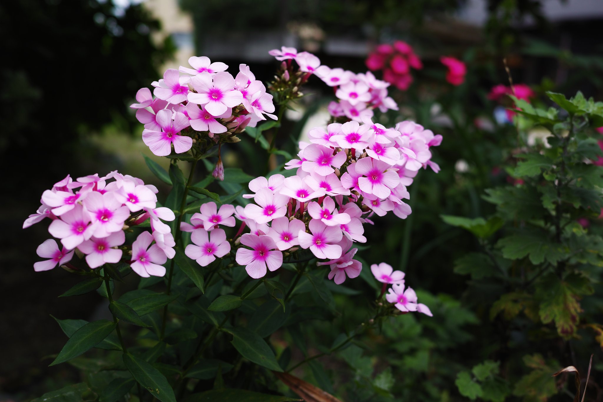 庭の花