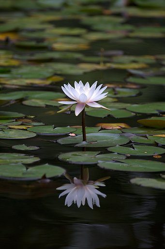 睡蓮