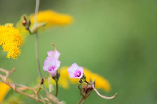 秋の野の花