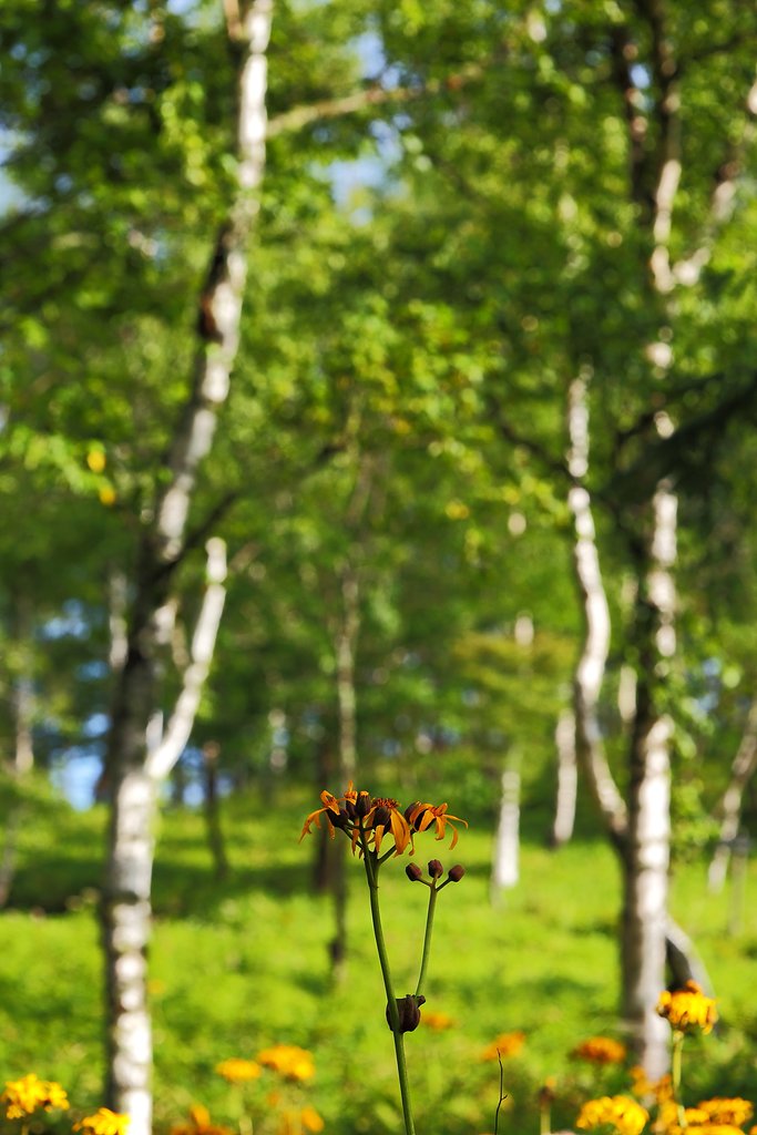 白樺の森