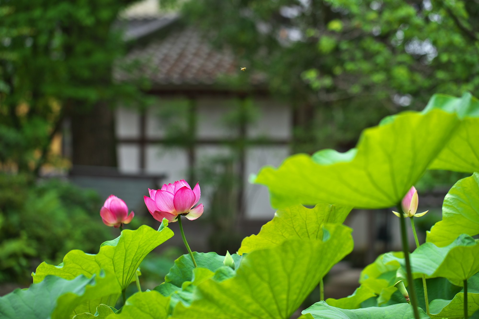 蓮花③