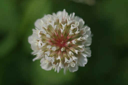  【抽☆象】尺玉花火
