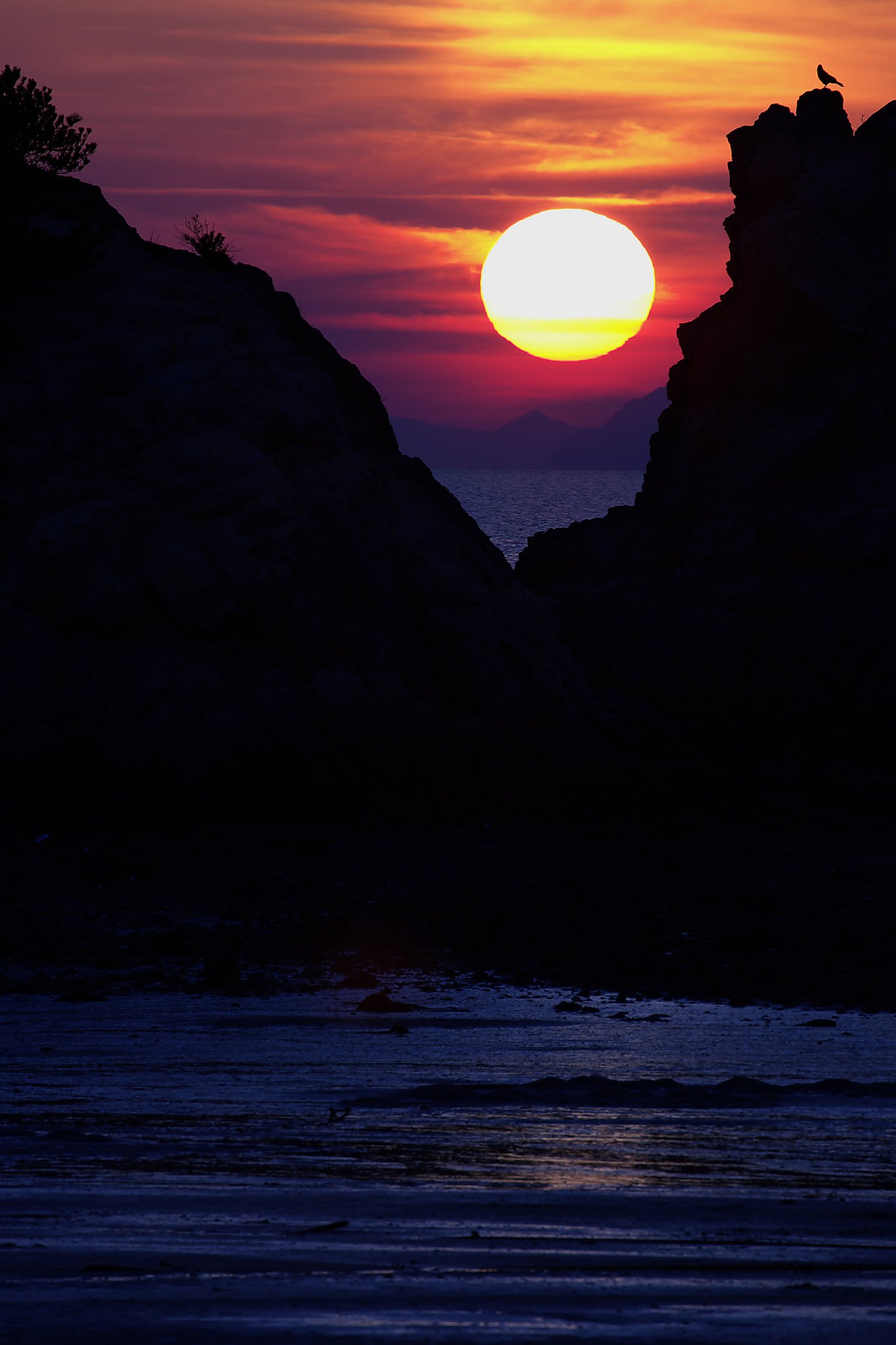 夕日と海と鳥と・・・