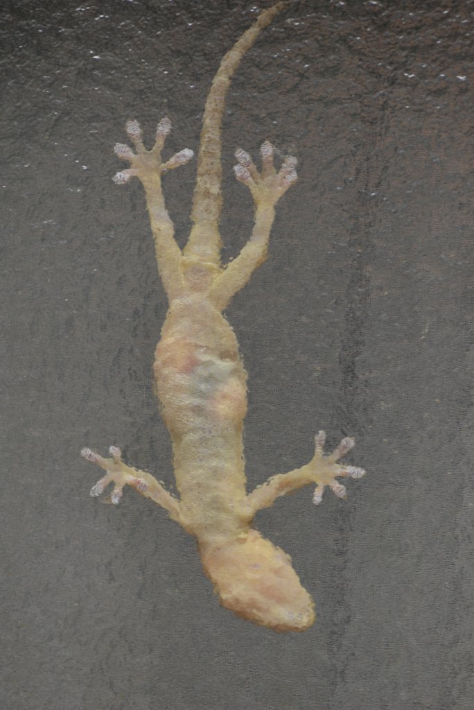 ヤモリ