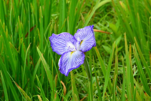 花ショウブ