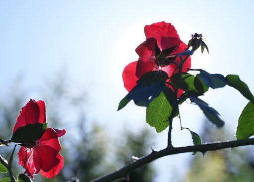 バラの光芒