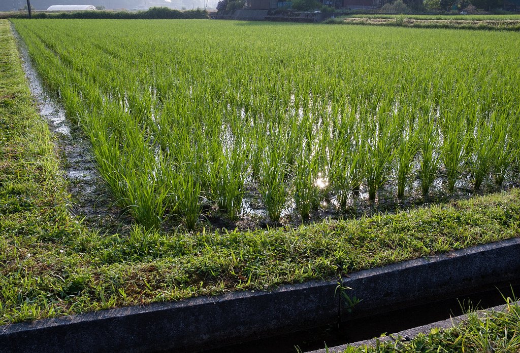 稲の間からの朝日の光芒。