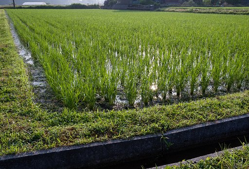 稲の間からの朝日の光芒。