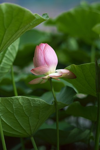 はす