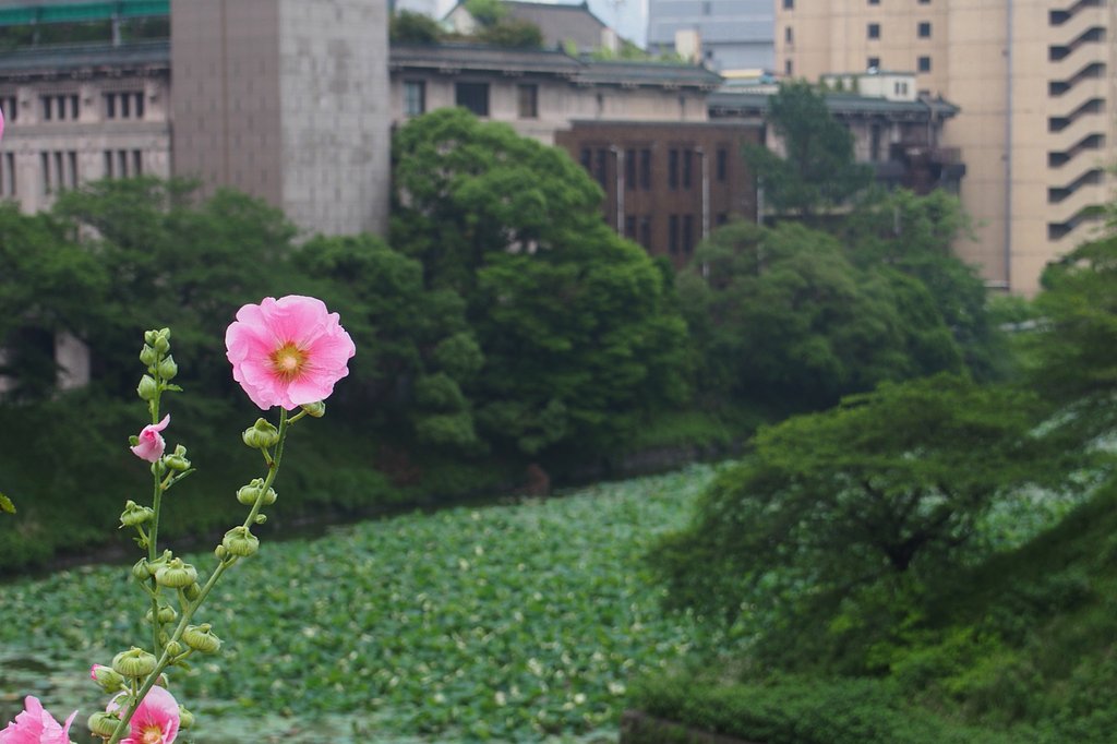 お濠端のタチアオイ
