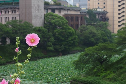 お濠端のタチアオイ