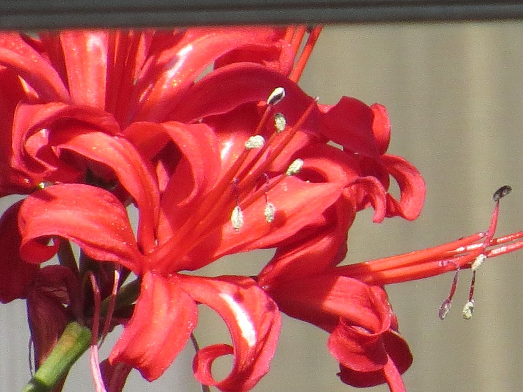 テスト写真１　50倍で花を撮ってみました。