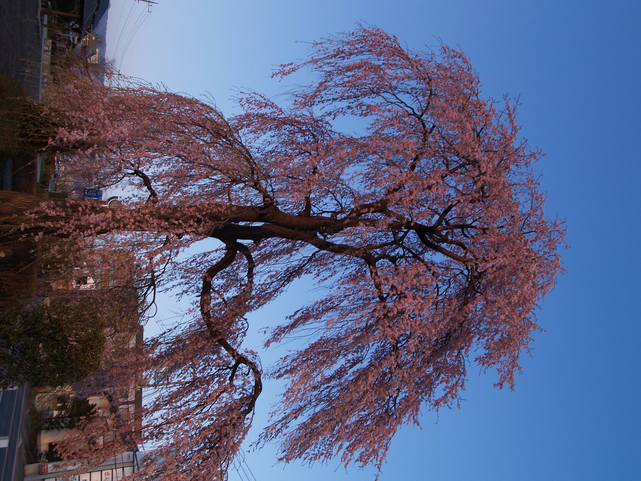 桜はまだかいな　フルサイズ再掲