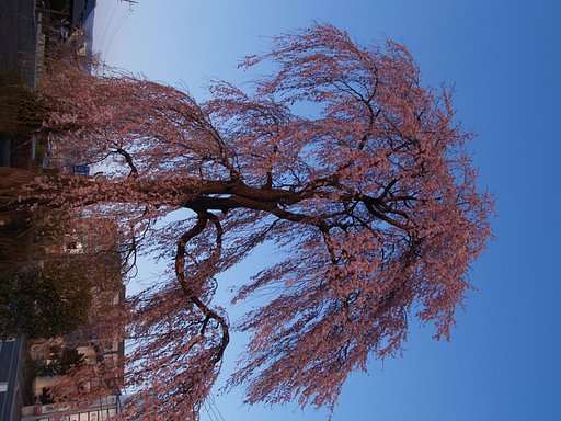 桜はまだかいな　フルサイズ再掲