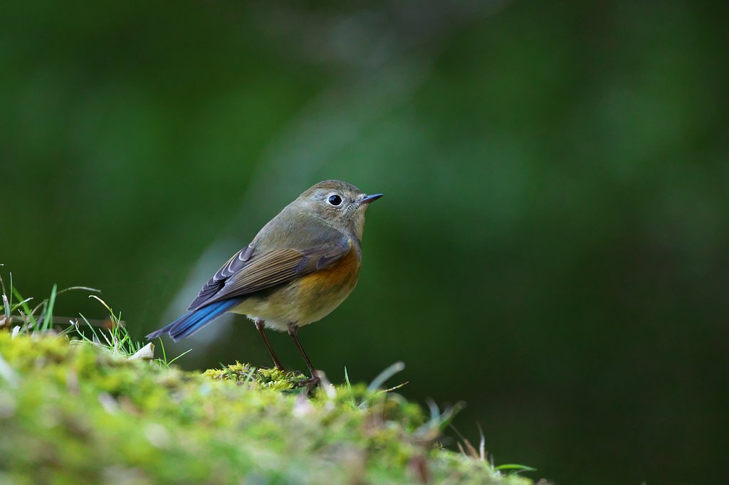 ルリビタキ♀