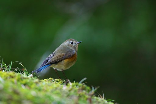 ルリビタキ♀
