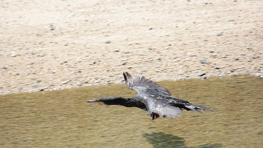 SS1/800＞カワウ低空飛行ショット