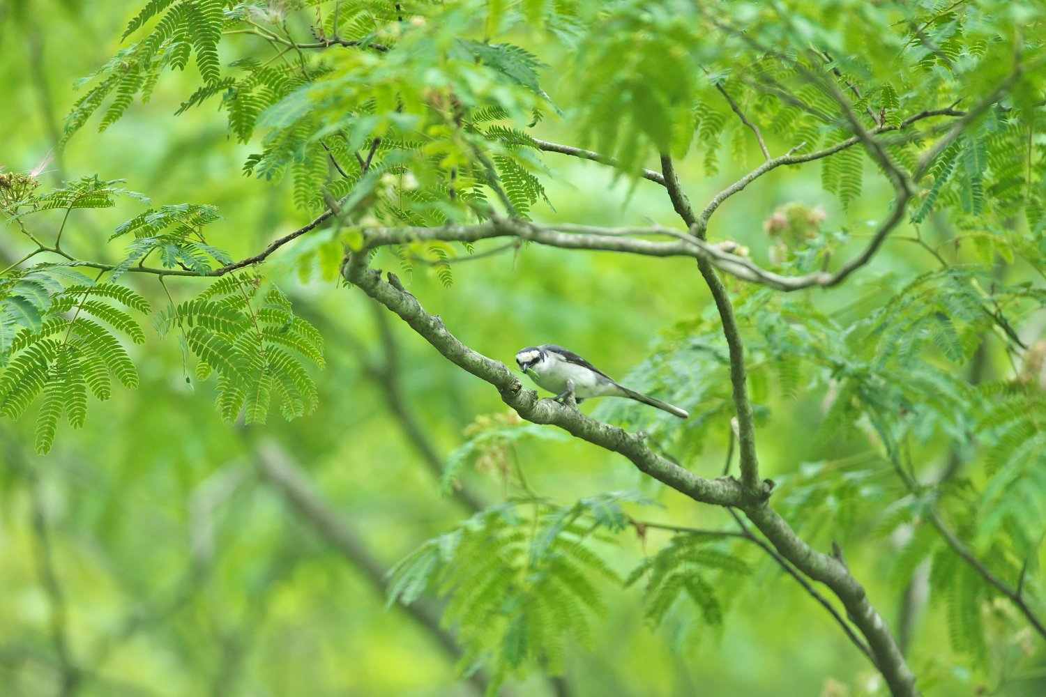 サンショウクイ採餌