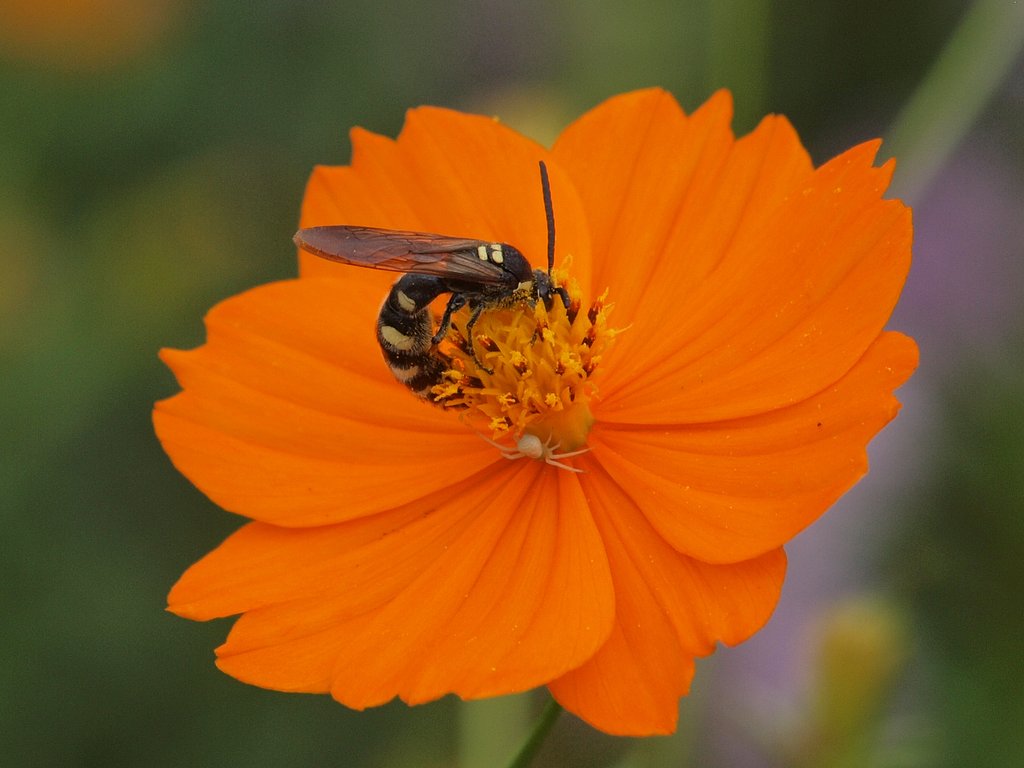 蜂