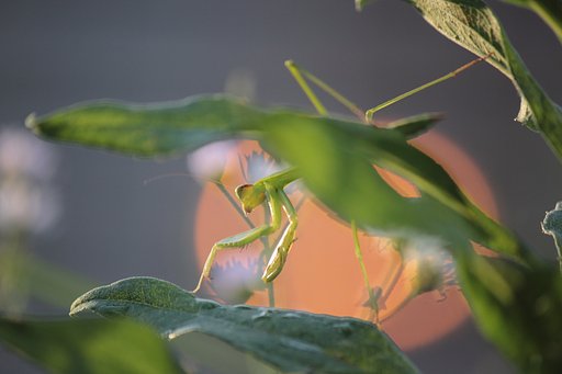 夕べのカマキリ街灯り