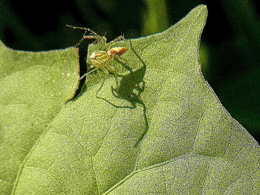 虫を待つ蜘蛛