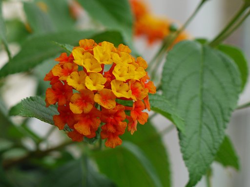 ランタナ