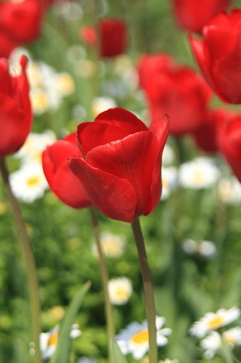 【刹那】花の命は短くて