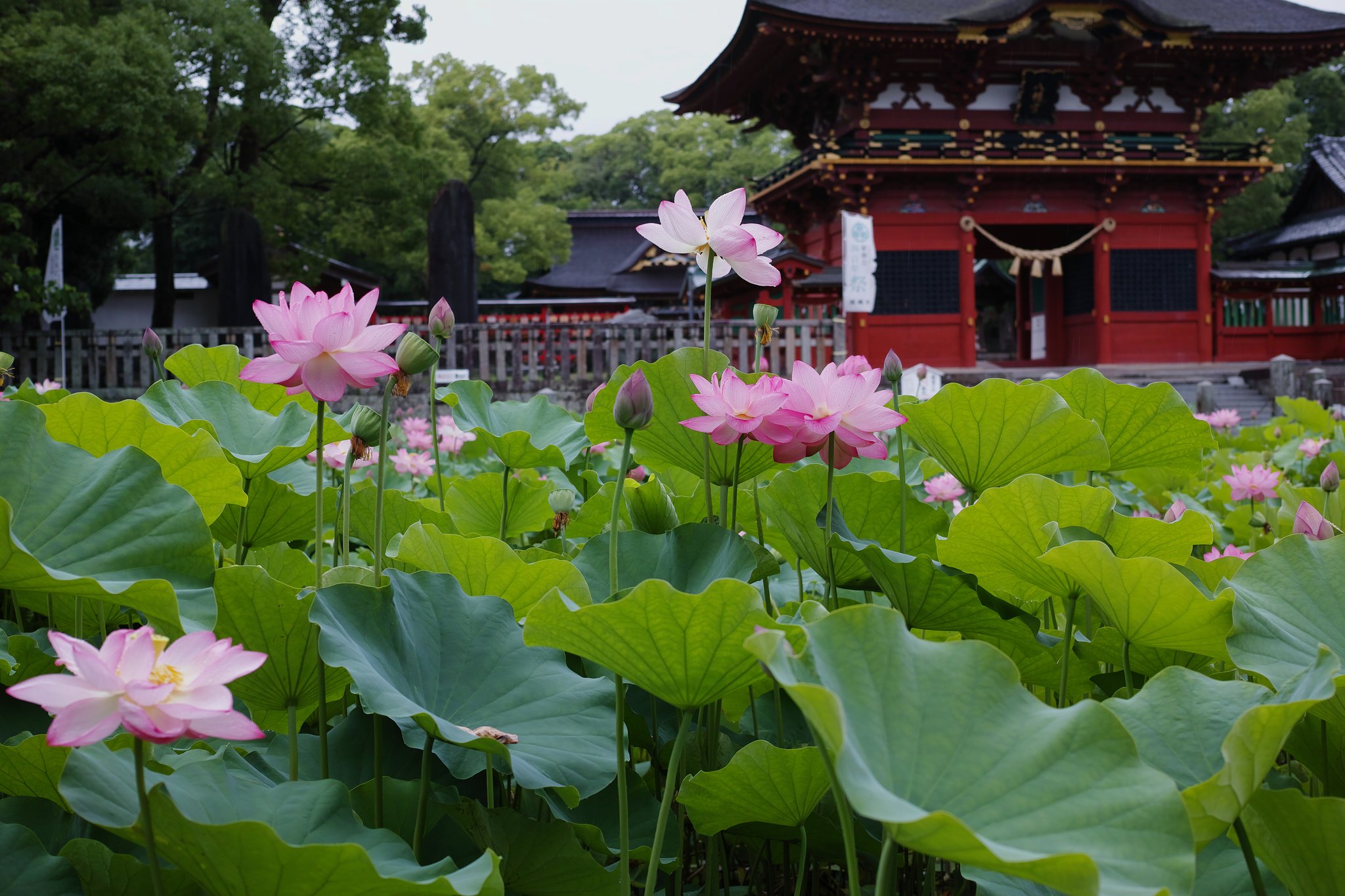 神社の蓮