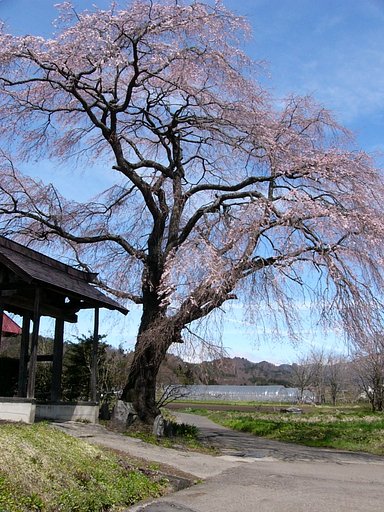この桜好きです　＃１