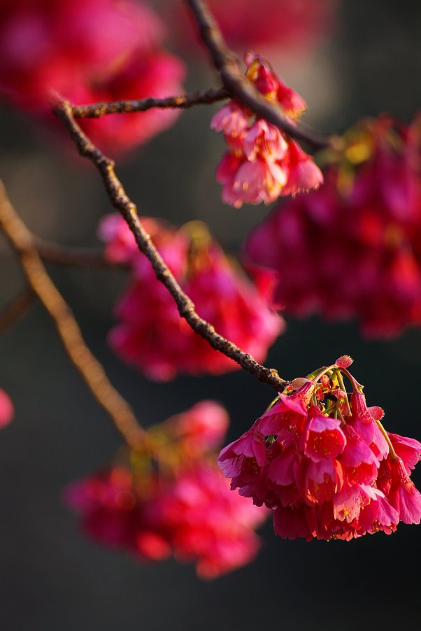 名残りの桜