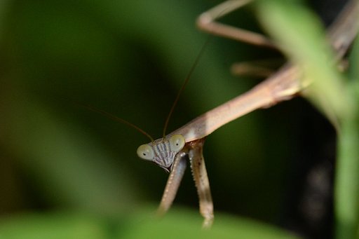 カマキリ君