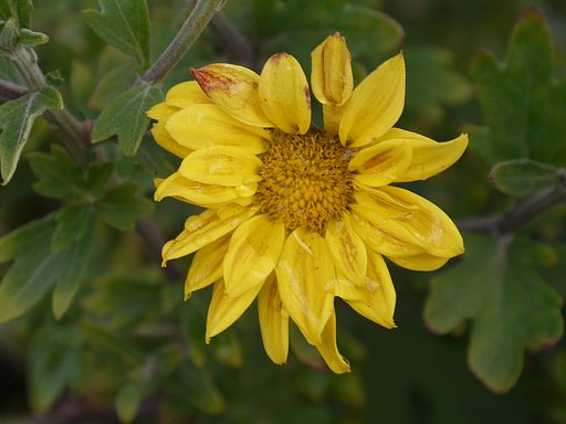 黄色な菊