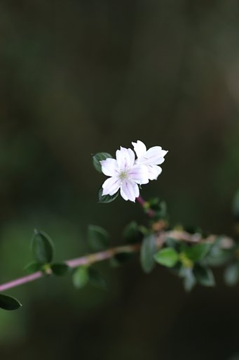散り残りのハクチョウゲ