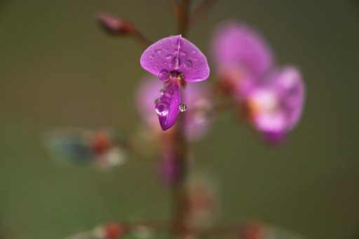 草かんむりに秋