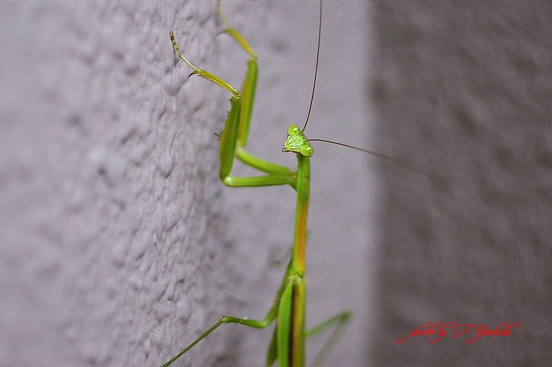 カマキリ！！