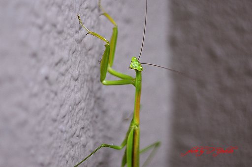 カマキリ！！