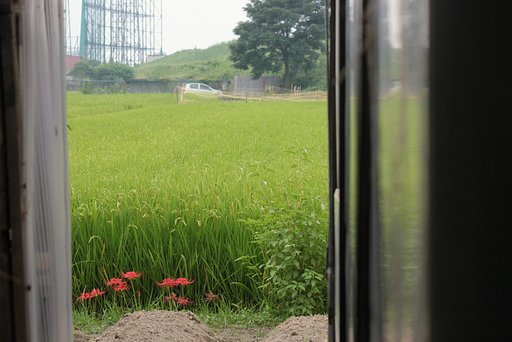 田んぼの彼岸花