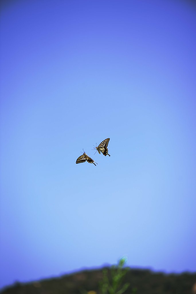 空中戦