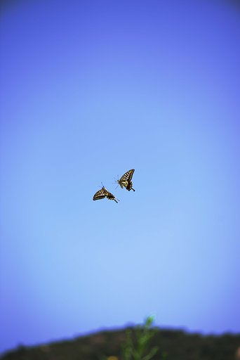 空中戦