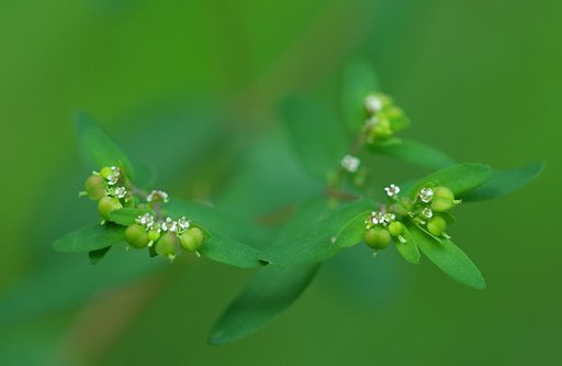 草叢のぷっくり