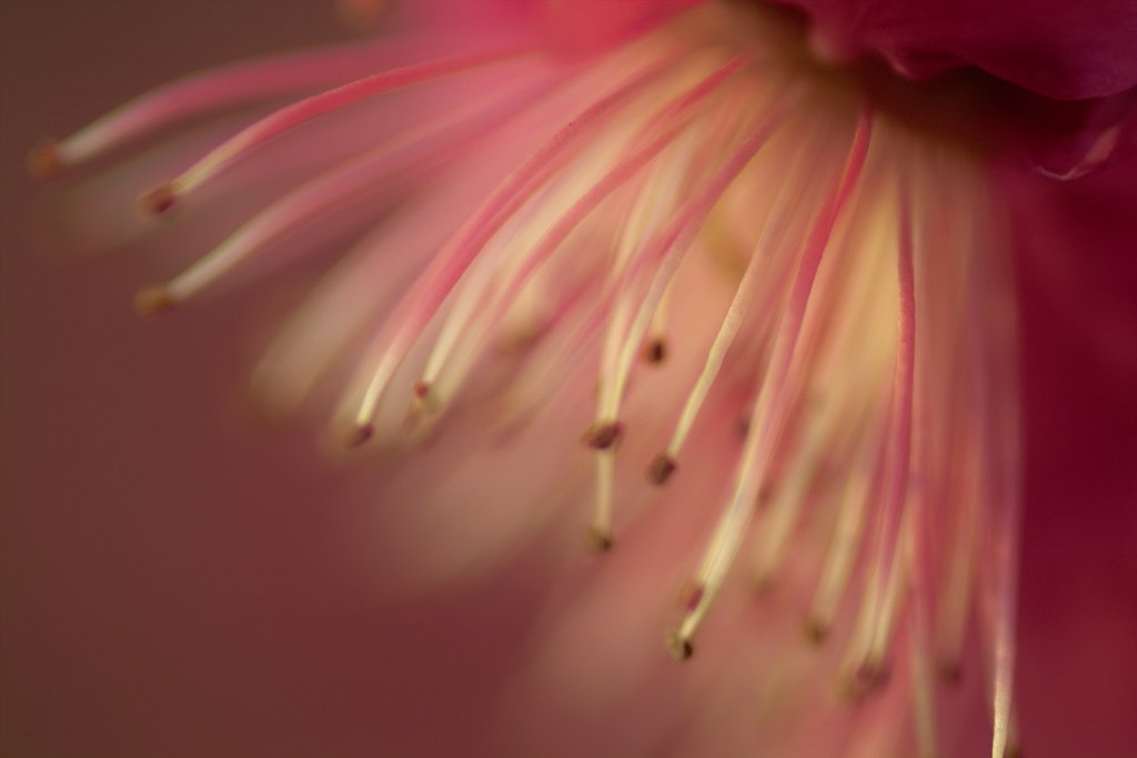 梅の花。