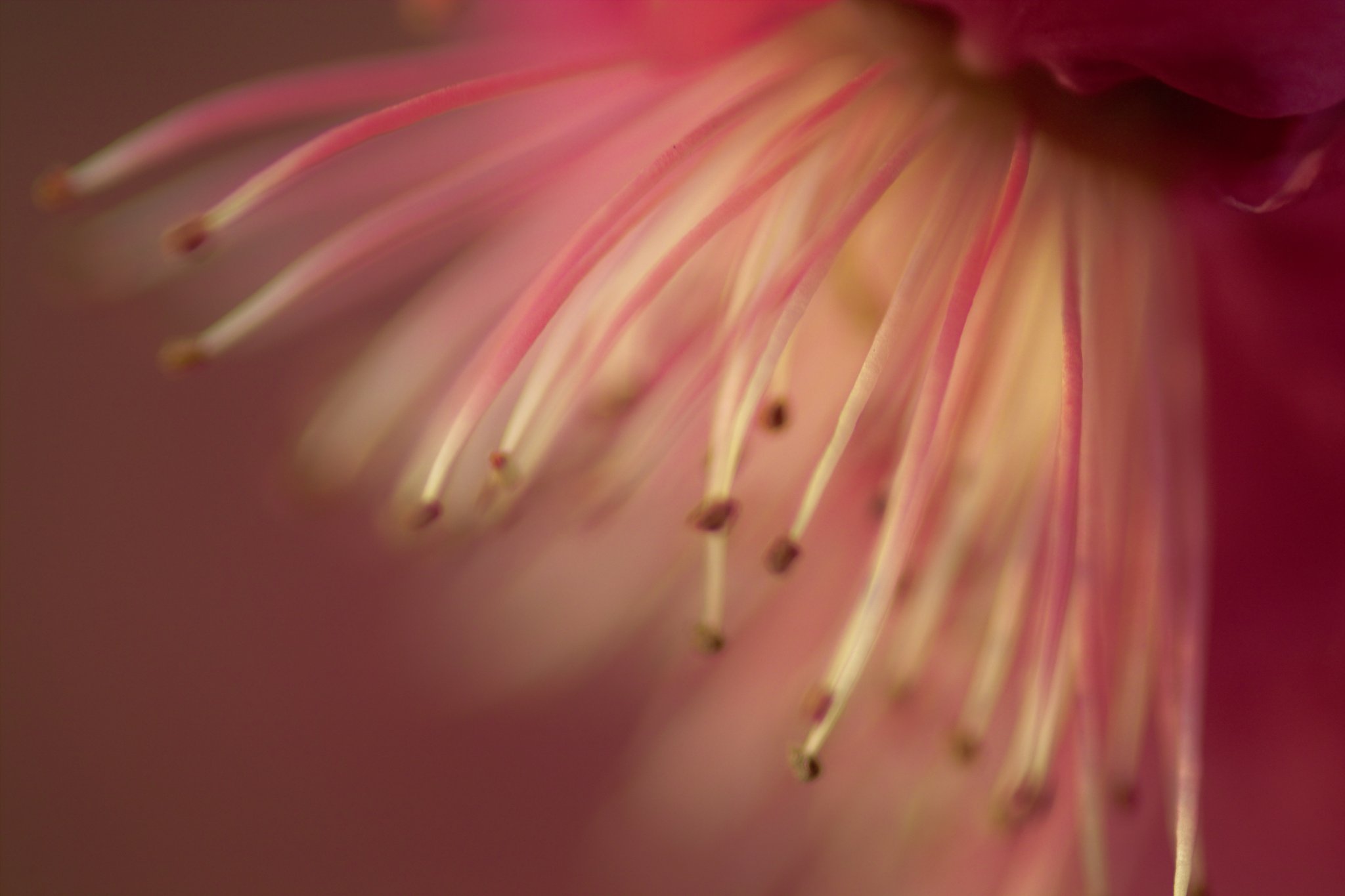 梅の花。
